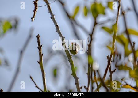 Ein gewöhnlicher Wachsschnabel, der auf einem Baum sitzt Stockfoto