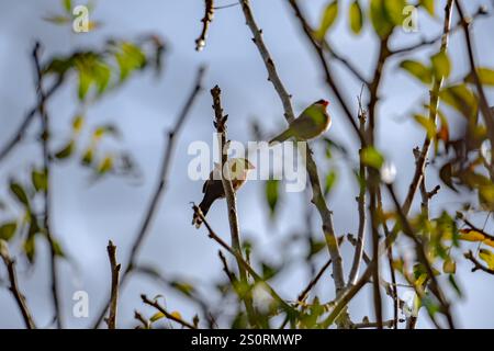 Ein gewöhnlicher Wachsschnabel, der auf einem Baum sitzt Stockfoto