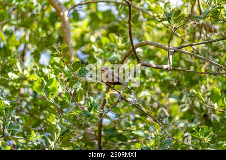 Ein gewöhnlicher Wachsschnabel, der auf einem Baum sitzt Stockfoto