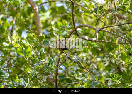 Ein gewöhnlicher Wachsschnabel, der auf einem Baum sitzt Stockfoto