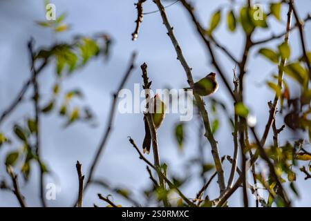 Ein gewöhnlicher Wachsschnabel, der auf einem Baum sitzt Stockfoto