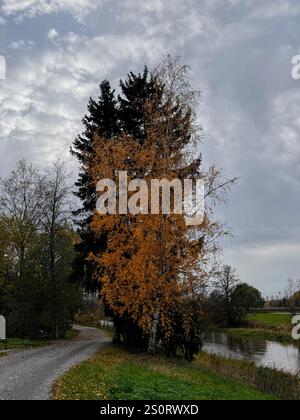 Goldene Birke vor dem immergrünen Baum im finnischen Herbst vor einem dramatischen bewölkten Himmel, der die Schönheit der nordischen Naturlandschaft einfängt Stockfoto