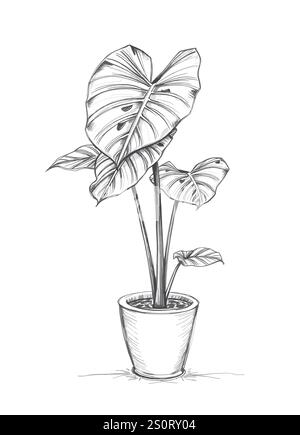 Zeichenzeichnung der Monstera deliciosa Pflanze Stock Vektor