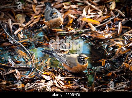 Zwei Vögel, die in einer Pfütze, umgeben von Herbstblättern, auf der Suche sind. Die Szene fängt die lebendigen Farben der Natur mit Reflexionen im Wasser ein. Stockfoto