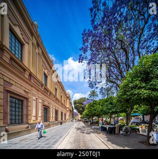 Sevilla, Spanien, 15. Mai 2022, sonniger Tag auf der Plaza del Museo mit atemberaubenden lila Jacaranda Bäumen und klassischen Gebäuden. Stockfoto