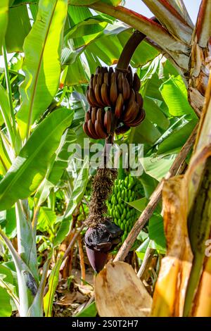Rote Bananenfrüchte (Musa acuminata) im indischen Dorf. Stockfoto