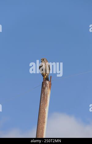 Falco tinnunkulus auf einem elektrischen Pol Stockfoto