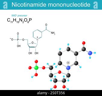 NMN-Molekül. Nicotinamid-Mononukleotid. Molekularchemische Strukturformel und Modell von NAD plus Vorläufer. Vektorabbildung Stock Vektor