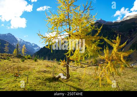 Indischer Sommer im Herbst im Alpental Holzgau in Tirol Österreich Lechtal Stockfoto