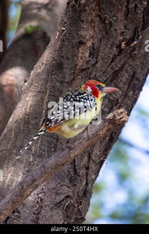 Rot-gelber Barbet (Trachyphonus erythrocephalus) im Aacaia-Baum im Lake Manyara-Nationalpark in Tansania Ostafrika Stockfoto