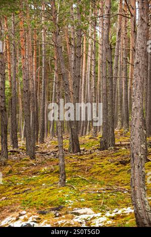 Viros Wald im Naturpark Alt Pirineu. Val de Cardos. Pallaras Sobira. Lleida Pyrenäen. Katalonien. Spanien Stockfoto