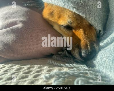 Nachdenklicher Shiba Inu mit einem traurigen Ausdruck, Kopf unter einer Decke. Die Stimmung ist nachdenklich und besinnlich. Hochwertige Nahaufnahmen. Kopierbereich verfügbar. Stockfoto
