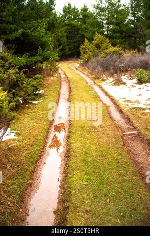 Viros Wald im Naturpark Alt Pirineu. Val de Cardos. Pallaras Sobira. Lleida Pyrenäen. Katalonien. Spanien Stockfoto