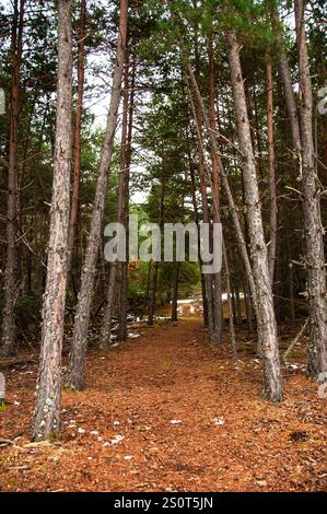 Viros Wald im Naturpark Alt Pirineu. Val de Cardos. Pallaras Sobira. Lleida Pyrenäen. Katalonien. Spanien Stockfoto