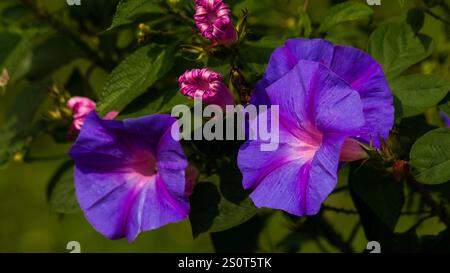 Morning Glory, Trompete Blumen, Duftende Blumen, Bestäuberpflanze, Bienenfreundlich, Schnittblumen, Zypressenrebe, Scarlet Morning Glory, Mondblume, Romantischer Garten Stockfoto