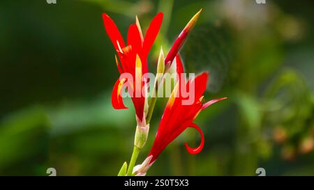 Cannabisblüten sind lebendige und auffällige Blüten, oft mit großen, paddelförmigen Blättern. Sie sind in verschiedenen Farben erhältlich, darunter Rot, Orange, Gelb. Stockfoto
