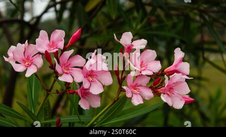 Die Oleanderblüte ist eine schöne, aber giftige Pflanze. Es hat leuchtende Farben, einschließlich Rosa, Rot und weiß, und wird häufig in Landschaftsgärten verwendet Stockfoto