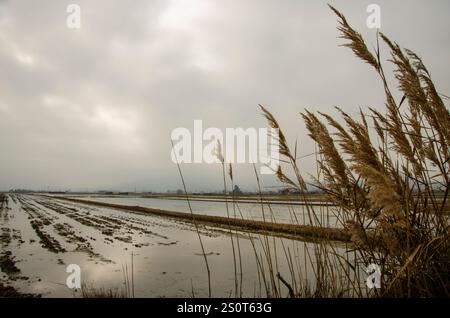 Landschaft des Naturparks Delta del Ebro im Winter. Taragona. Katalonien. Spanien Stockfoto