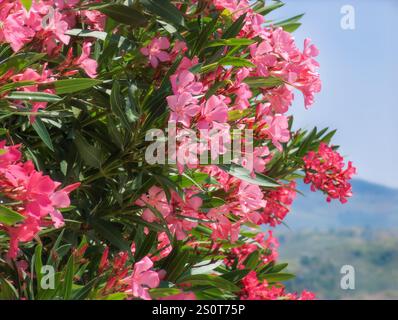 Leuchtend rosa Oleanderblüten in voller Blüte vor einem verschwommenen Berghintergrund unter einem sonnigen Himmel. Sizilien, Italien. Stockfoto