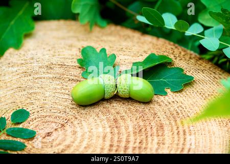 Dieses Foto zeigt die anmutige Schönheit der Natur: Zwei grüne Eicheln sind ordentlich auf einem frischen Baumschnitt angeordnet, umgeben von Eichenblättern. Stockfoto
