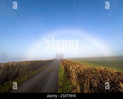 Ein ungewöhnlicher Nebelbogen oder „weißer Regenbogen“ erscheint während des sehr nebeligen Wetters kurz nach Weihnachten (Dezember 2024). Dieses seltene Phänomen wurde auf dem Stonewall Hill in der Nähe von Knighton, Powys, Wales, Großbritannien, beobachtet Stockfoto