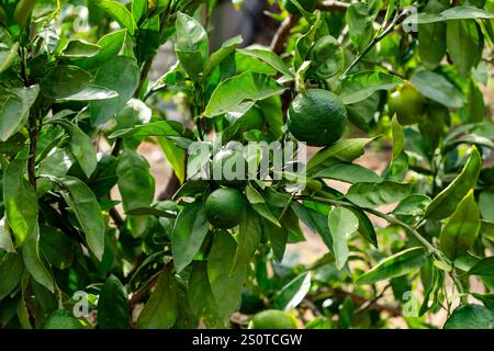 Reife Avocadofrüchte wachsen auf Bäumen Stockfoto