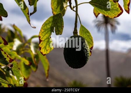 Reife Avocadofrüchte wachsen auf Bäumen Stockfoto