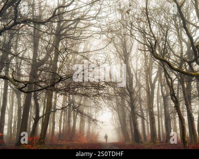 Nebel in Adlington. Nebeliger Tag im Wald mit einsamer weiblicher Walkerin. Adlington bei Chorley in Lancashire Stockfoto