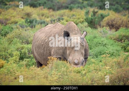 Nahaufnahme der großen weißen Nashörner, die im afrikanischen Busch im Aquila Game Reserve in der Nähe von kapstadt, Südafrika, grasen Stockfoto