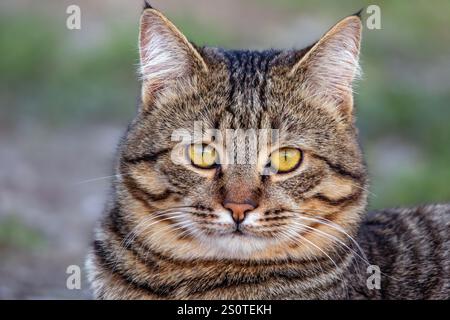 Wunderschönes Tapetenporträt einer Tabbykatze mit gelben großen Augen Stockfoto