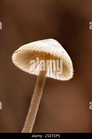 Nahaufnahme eines Myzengalopus, allgemein bekannt als die Milchmyzena Stockfoto