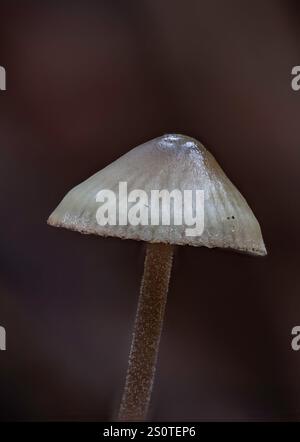 Nahaufnahme eines Myzengalopus, allgemein bekannt als die Milchmyzena Stockfoto