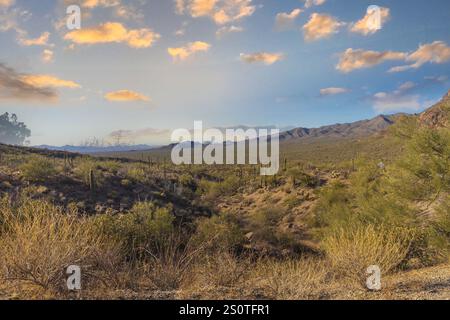 Dieses Foto fängt die raue Schönheit von Tucson, Arizona, mit seiner dramatischen Berglandschaft am Horizont ein. Saguaro Kakteen Punkt Stockfoto