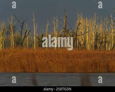 Anklam, Deutschland. Dezember 2024. 13.12.2024, Anklam. Tote Bäume stehen im Licht der Wintersonne an einem Dezembertag im Stadtsteinbruch Anklam hinter einem Schilfgürtel auf einer Wasseroberfläche. Der Stadtbruch ist ein großes Naturschutzgebiet und Teil des Naturparks Peene Valley River Landscape. Kredit: Wolfram Steinberg/dpa Kredit: Wolfram Steinberg/dpa/Alamy Live News Stockfoto