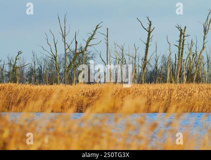 Anklam, Deutschland. Dezember 2024. 15.12.2024, Anklam. Tote Bäume stehen im Licht der Wintersonne an einem Dezembertag im Stadtsteinbruch Anklam hinter einem Schilfgürtel auf einer Wasseroberfläche. Der Stadtbruch ist ein großes Naturschutzgebiet und Teil des Naturparks Peene Valley River Landscape. Kredit: Wolfram Steinberg/dpa Kredit: Wolfram Steinberg/dpa/Alamy Live News Stockfoto