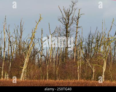 Anklam, Deutschland. Dezember 2024. 15.12.2024, Anklam. Tote Bäume stehen im Licht der Wintersonne an einem Dezembertag im Stadtsteinbruch Anklam hinter einem Schilfgürtel auf einer Wasseroberfläche. Der Stadtbruch ist ein großes Naturschutzgebiet und Teil des Naturparks Peene Valley River Landscape. Kredit: Wolfram Steinberg/dpa Kredit: Wolfram Steinberg/dpa/Alamy Live News Stockfoto