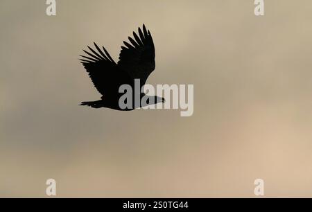 Anklam, Deutschland. Dezember 2024. 15.12.2024, Anklam. Ein Seeadler (Haliaeetus albicilla) fliegt an einem Wintertag über den Stadtsteinbruch Anklam und kann nur als dunkle Silhouette vor dem Himmel im Hintergrund gesehen werden. Kredit: Wolfram Steinberg/dpa Kredit: Wolfram Steinberg/dpa/Alamy Live News Stockfoto