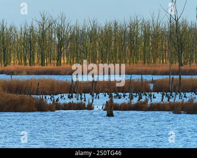 Anklam, Deutschland. Dezember 2024. 15.12.2024, Anklam. Tote Bäume stehen im Licht der Wintersonne an einem Dezembertag im Stadtsteinbruch Anklam hinter einem Schilfgürtel auf einer Wasseroberfläche. Der Stadtbruch ist ein großes Naturschutzgebiet und Teil des Naturparks Peene Valley River Landscape. Kredit: Wolfram Steinberg/dpa Kredit: Wolfram Steinberg/dpa/Alamy Live News Stockfoto