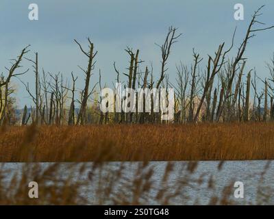 Anklam, Deutschland. Dezember 2024. 15.12.2024, Anklam. Tote Bäume stehen im hellen Licht der Wintersonne an einem Dezembertag im Stadtsteinbruch von Anklam hinter einem Schilfgürtel am Wasser. Der Stadtbruch ist ein großes Naturschutzgebiet und Teil des Naturparks Peene Valley River Landscape. Kredit: Wolfram Steinberg/dpa Kredit: Wolfram Steinberg/dpa/Alamy Live News Stockfoto