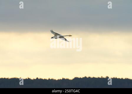 Anklam, Deutschland. Dezember 2024. 15.12.2024, Anklam. Ein Singschwan (Cygnus cygnus) fliegt an einem Wintertag über dem Steinbruch von Anklam in den Himmel. Kredit: Wolfram Steinberg/dpa Kredit: Wolfram Steinberg/dpa/Alamy Live News Stockfoto