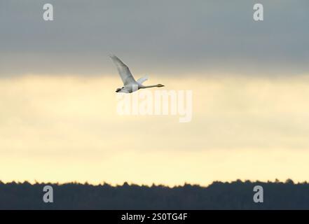 Anklam, Deutschland. Dezember 2024. 15.12.2024, Anklam. Ein Singschwan (Cygnus cygnus) fliegt an einem Wintertag über dem Steinbruch von Anklam in den Himmel. Kredit: Wolfram Steinberg/dpa Kredit: Wolfram Steinberg/dpa/Alamy Live News Stockfoto