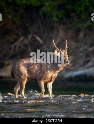 Wilde männliche Sambarhirsche rusa einfarbig Seitenprofil zu Fuß in schnell fließendem Ramganga-Flusswasser im Wintermorgen leichte Dhikala-Zone jim corbett indien Stockfoto