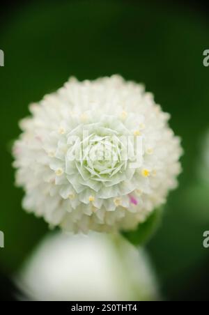 Nahaufnahme der weißen Globus Amaranth Blume (Gomphrena globosa). Stockfoto