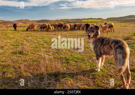 Perro Pastor al Mando de Rebaño de Ovejas de Monegros, Zaragoza Stockfoto