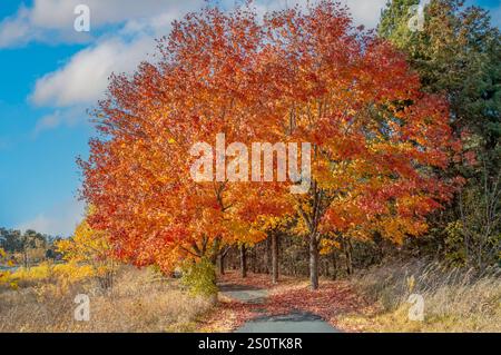 Leuchtende orange und rote Ahornbäume im Herbst entlang des Weges. Stockfoto