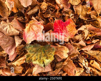 Herbstliche Herbstblätter auf Waldboden Stockfoto