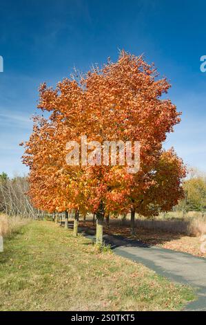 Leuchtende orange und rote Ahornbäume im Herbst entlang des Weges. Stockfoto