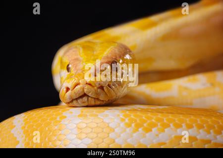 Nahaufnahme einer goldenen gelben Python mit einer Zunge, die auf schwarzem Hintergrund hängt. Baumschlange. Stockfoto