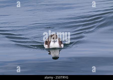 Große shearwater Puffinus gravis Schwimmen auf das Meer in der Nähe von Grand Manan Island Bucht von Fundy Kanada August 2016 Stockfoto