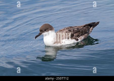 Große shearwater Puffinus gravis auf dem Meer in der Nähe von Grand Manan Island Bucht von Fundy Kanada August 2016 ruhen Stockfoto